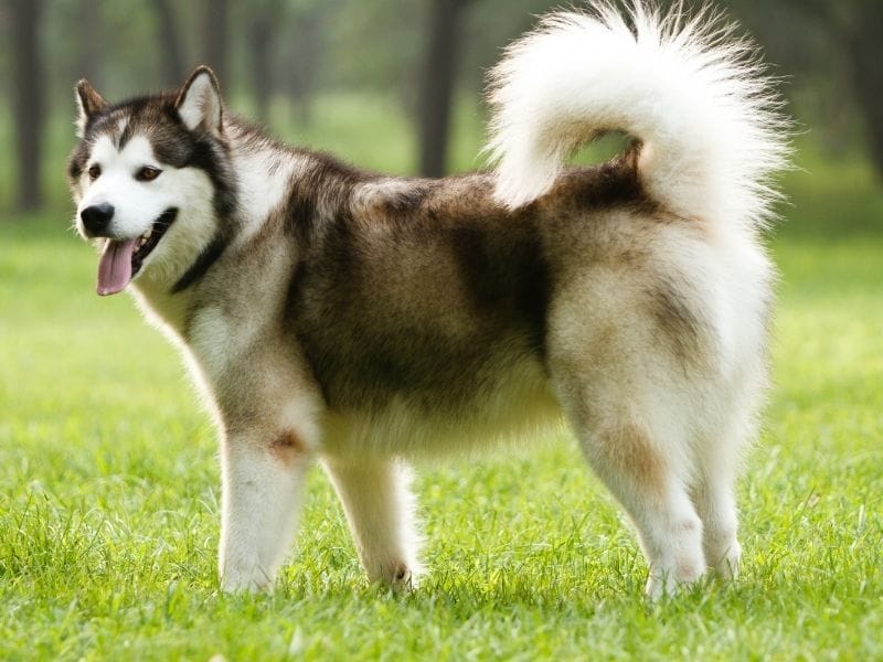 Alaskan Malamute breed guide: Care, training, and fun facts
