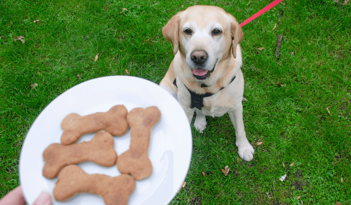 A gorgeous, large pooch sits eagerly waiting for the plate of Banana and Peanut Butter Bone Treats.