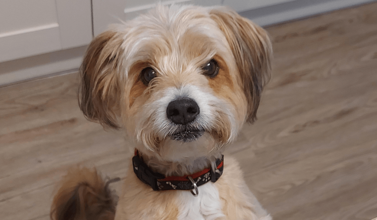 A sweet, little pooch with floppy ears and a bushy tail is sitting tall ready to greet their human.