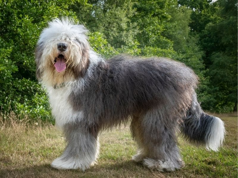 A white and grey Old English Sheepdog enjoying a walk in a quiet field