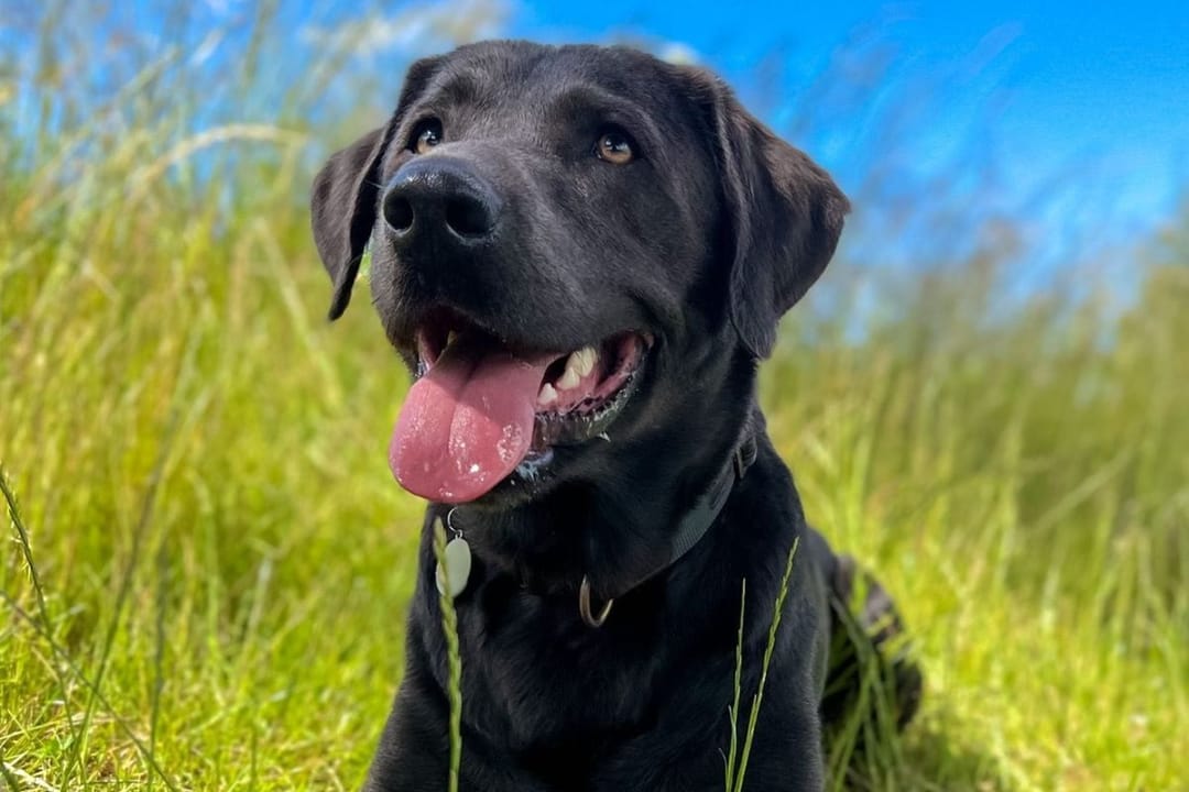 Doggy member Milo, the Labrador Retriever, chilling in the long grass on a sunny day