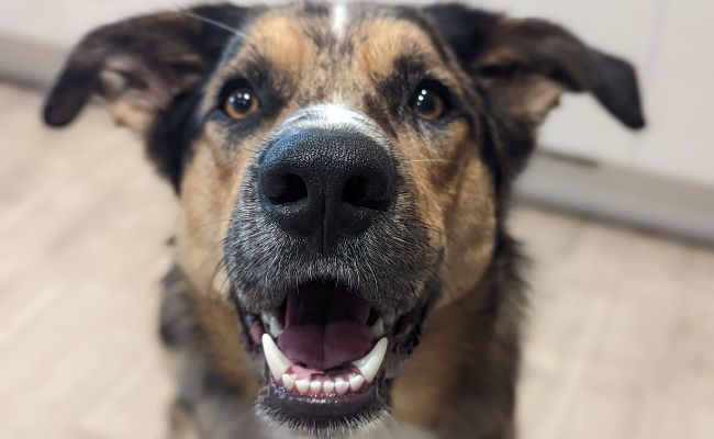 A sweet close up of Doggy member Barclay, the Cross Breed, smiling happily
