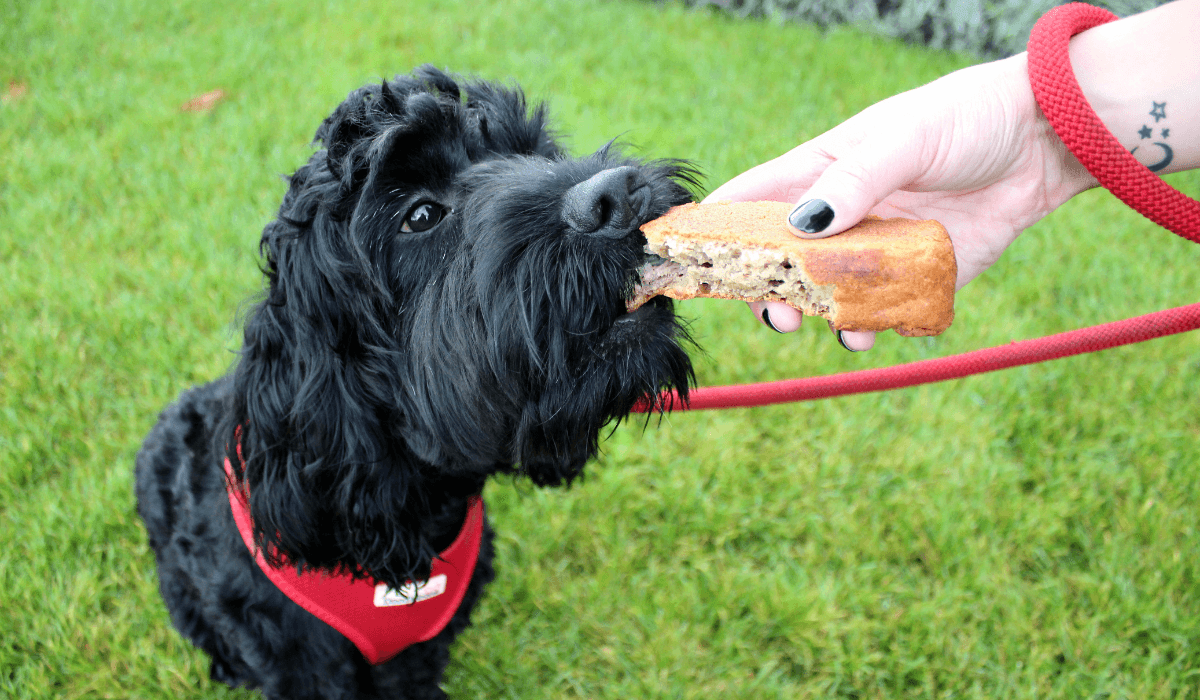 Banana Bread for Dogs Recipaw