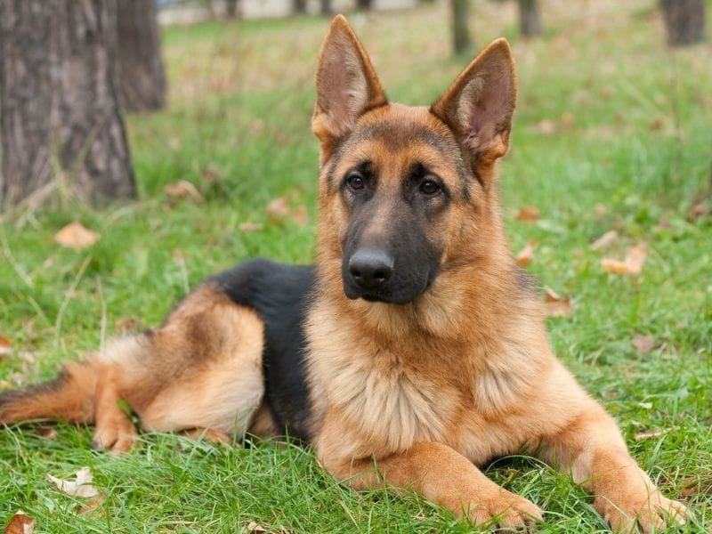 A beautiful, young German Shepherd lays on the grass amongst scattered trees in the park