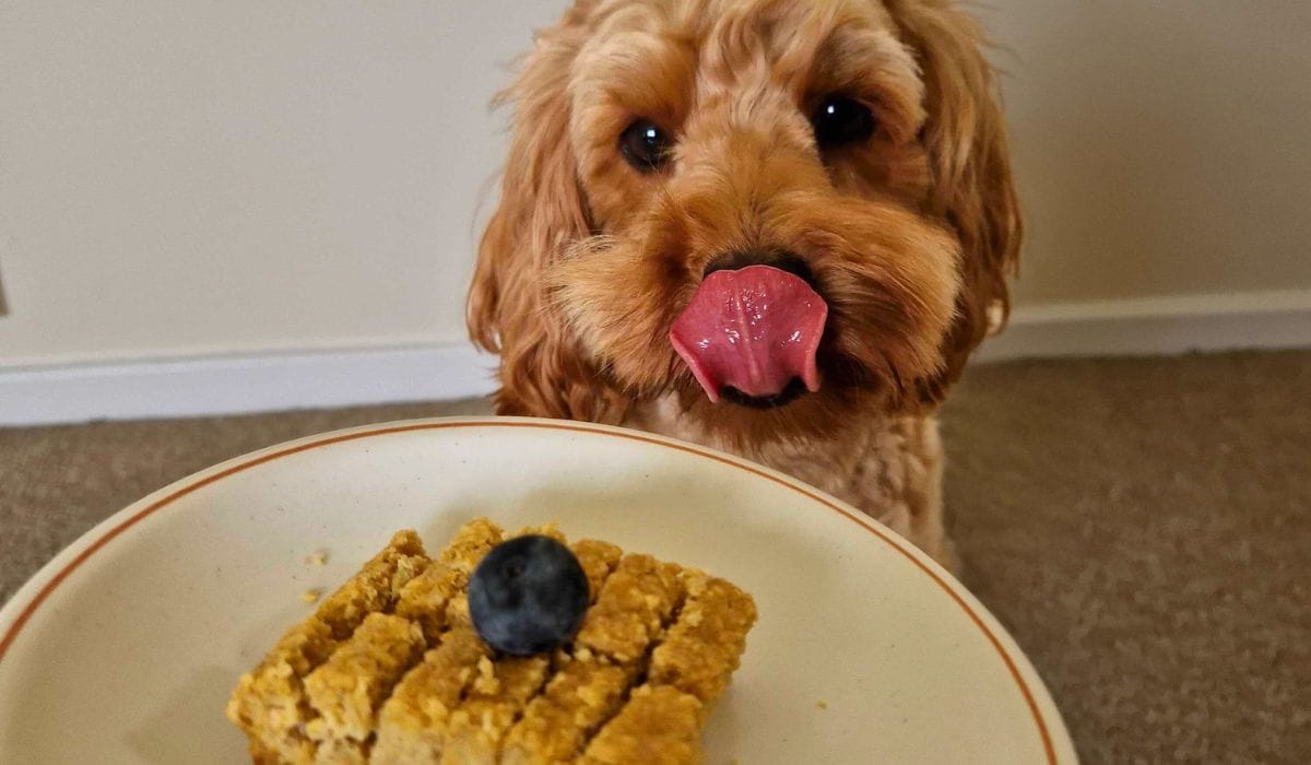 Dog Birthday Cake Recipe