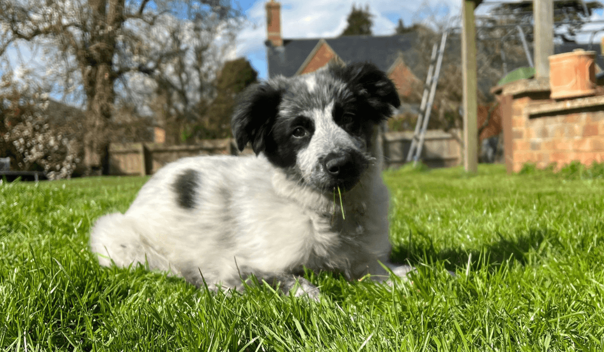 A white and black, fluffy puppy with cute, perky ears is lying in a large garden.