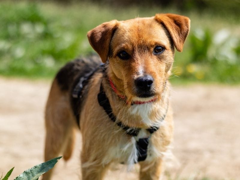 A gorgeous Patterdale Terrier enjoying a walk with his borrower