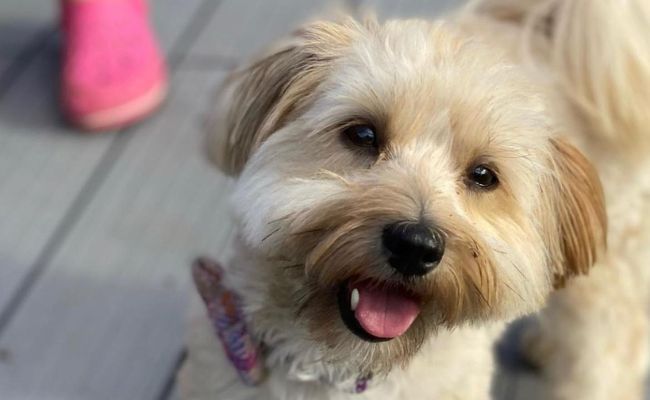 Doggy member Mabelle, the Havanese looking up happily