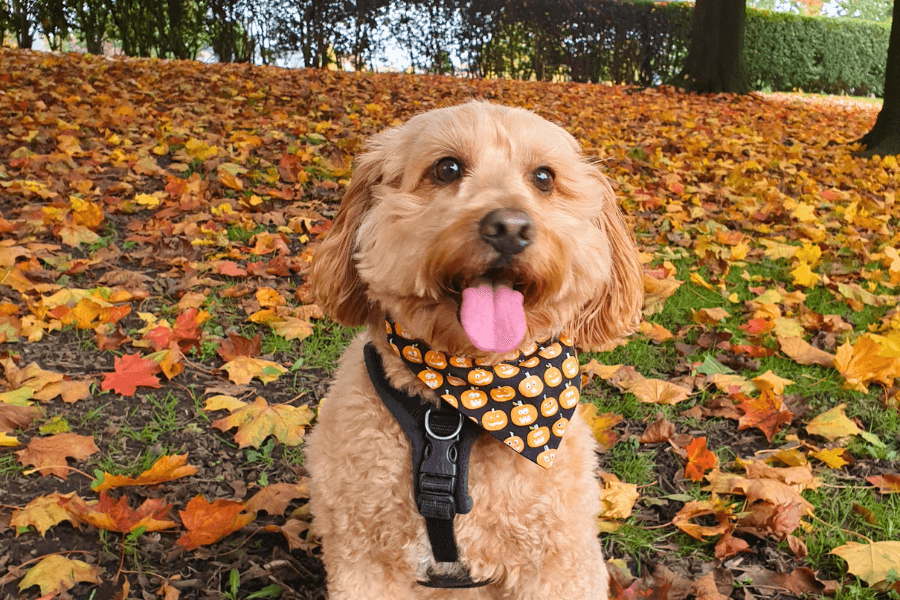 Dog in autumn leaves