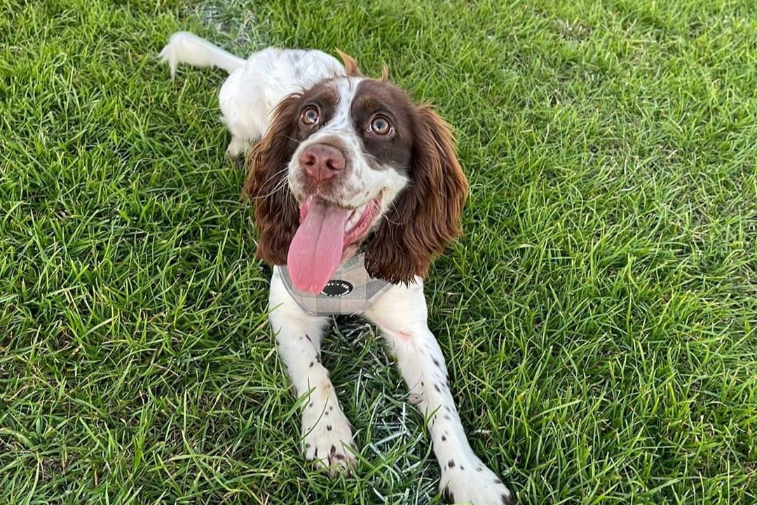 Doggy member Pippa, the Cocker Spaniel, enjoying a walk in her local field