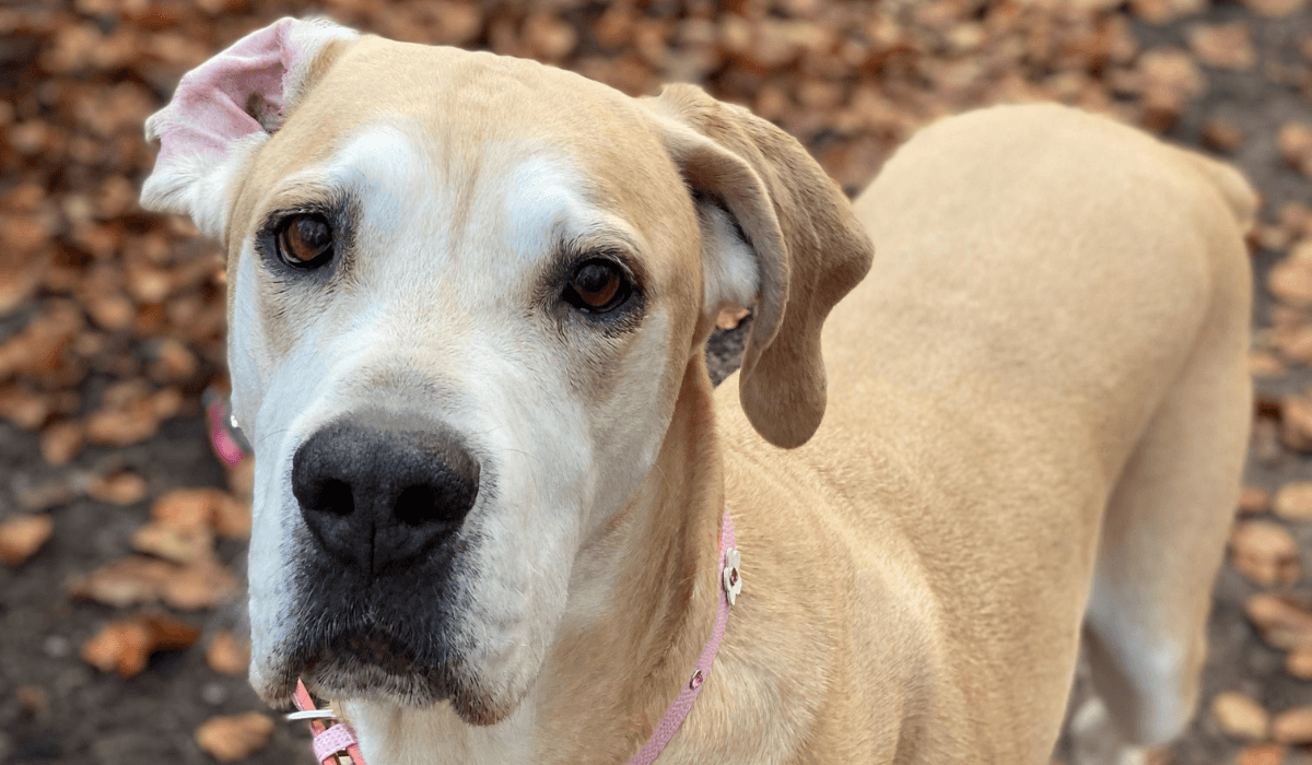 A beige Great Dane is standing amongst the autumn leaves with one ear folded