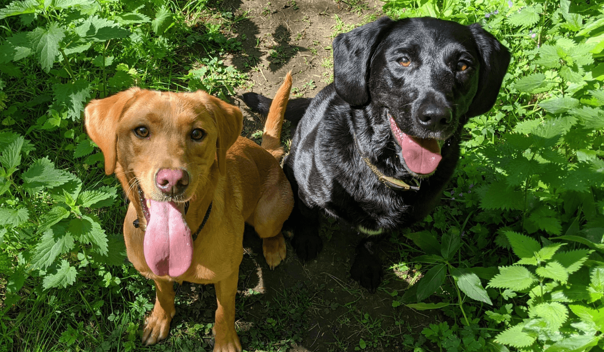 How to Introduce Your Dog to Another Dog
