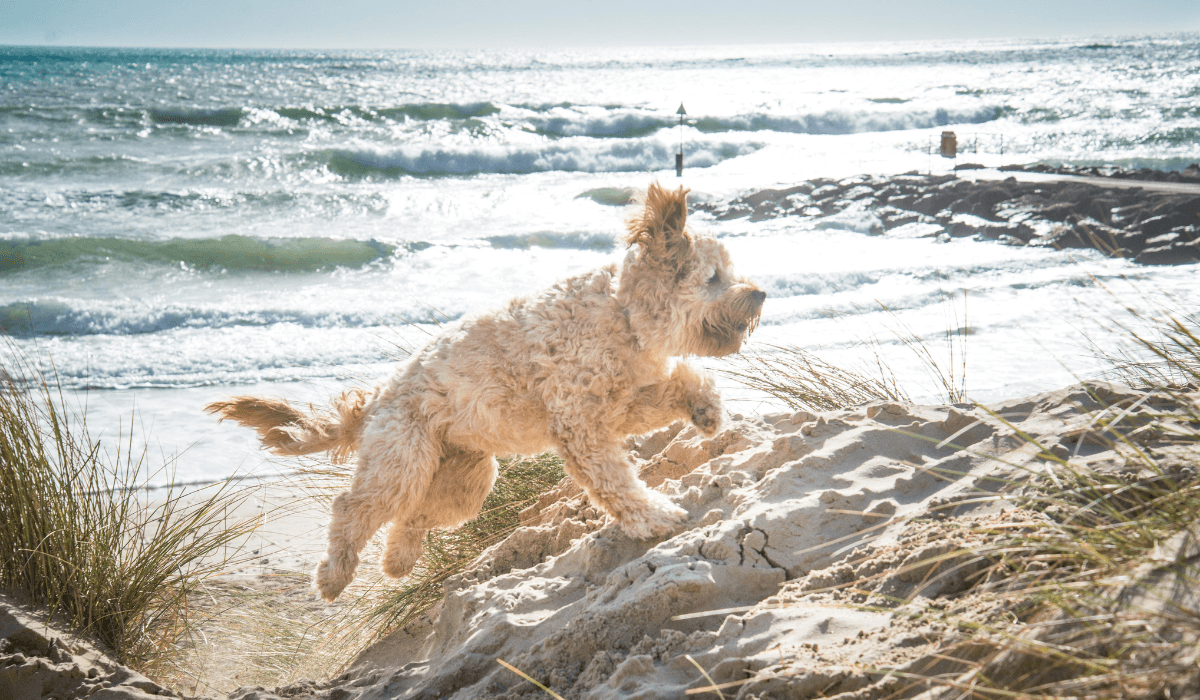 A fluffy, cream dog is running across the soft sand dunes, white waves crash into the shore.