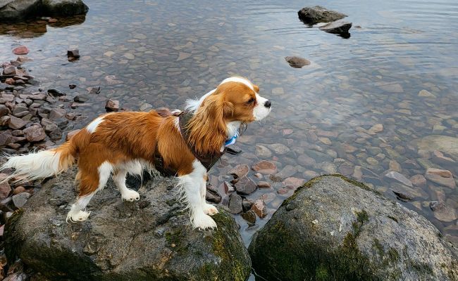 Doggy member Lennox, the Cavalier King Charles Spaniel enjoying an adventure