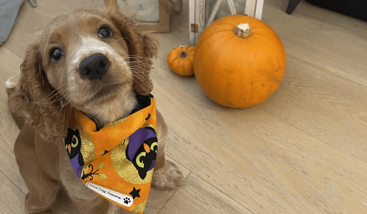 Pumpkin Frozen Yogurt Treats Recipaw