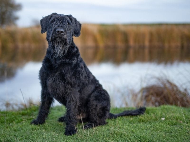 A Giant Schnauzer sits in front of a calm river on a cool evening
