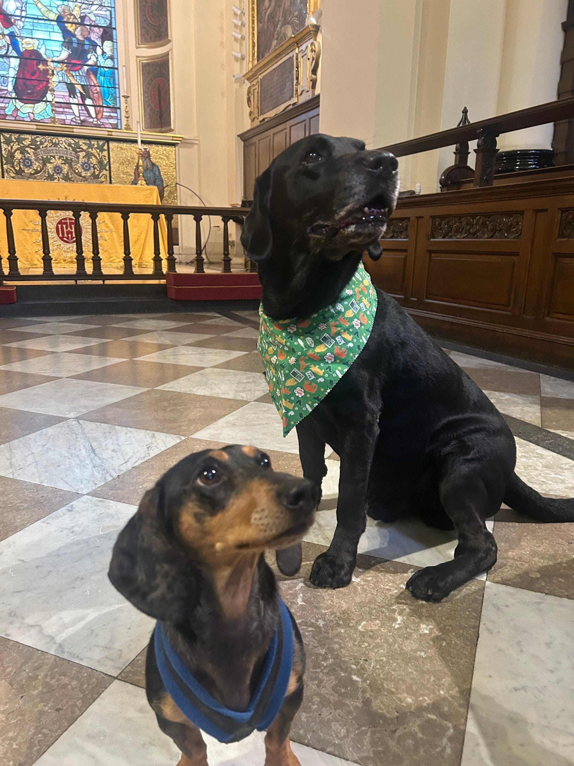 St Botolph’s Animal Blessing Service