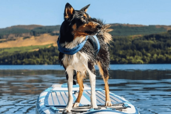 Paddle Boarding With Your Pooch