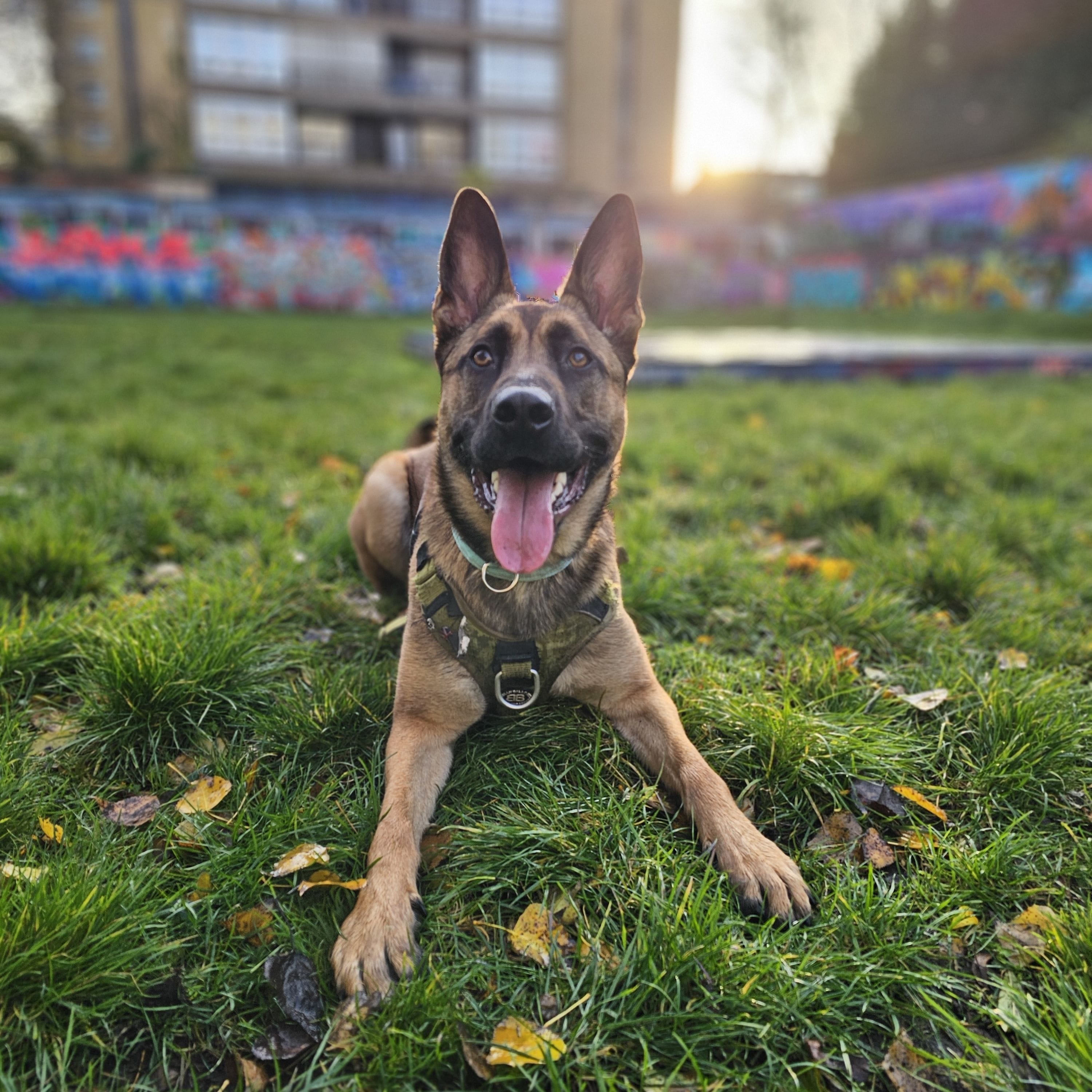 Belgian Malinois Dog breed guide: Care, training, and fun facts