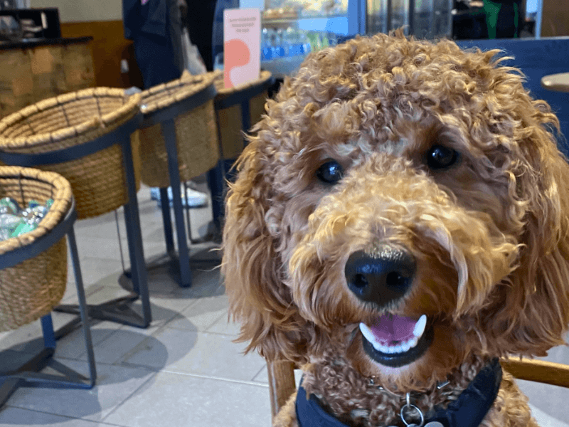 Fluffy dog in restaurant