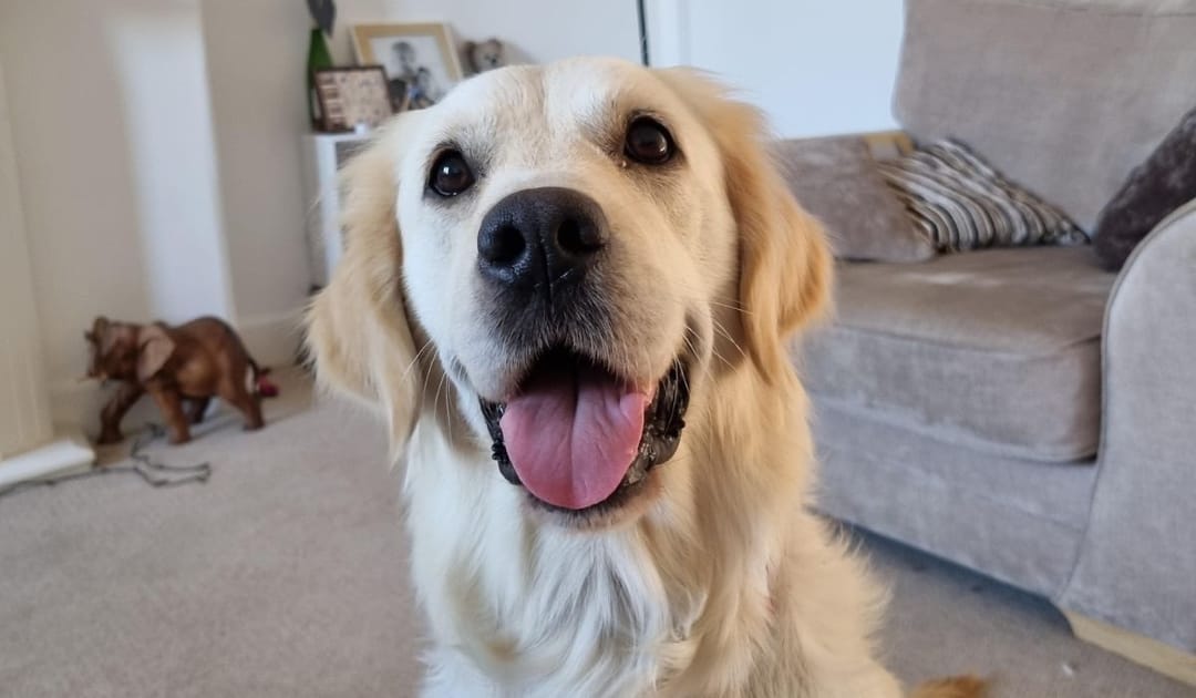 Doggy member Molly, the Golden Retriever, sitting happily in the living room