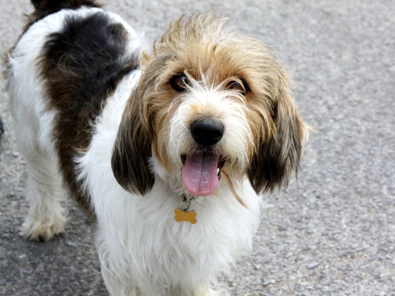 A Vendéen looking at the camera