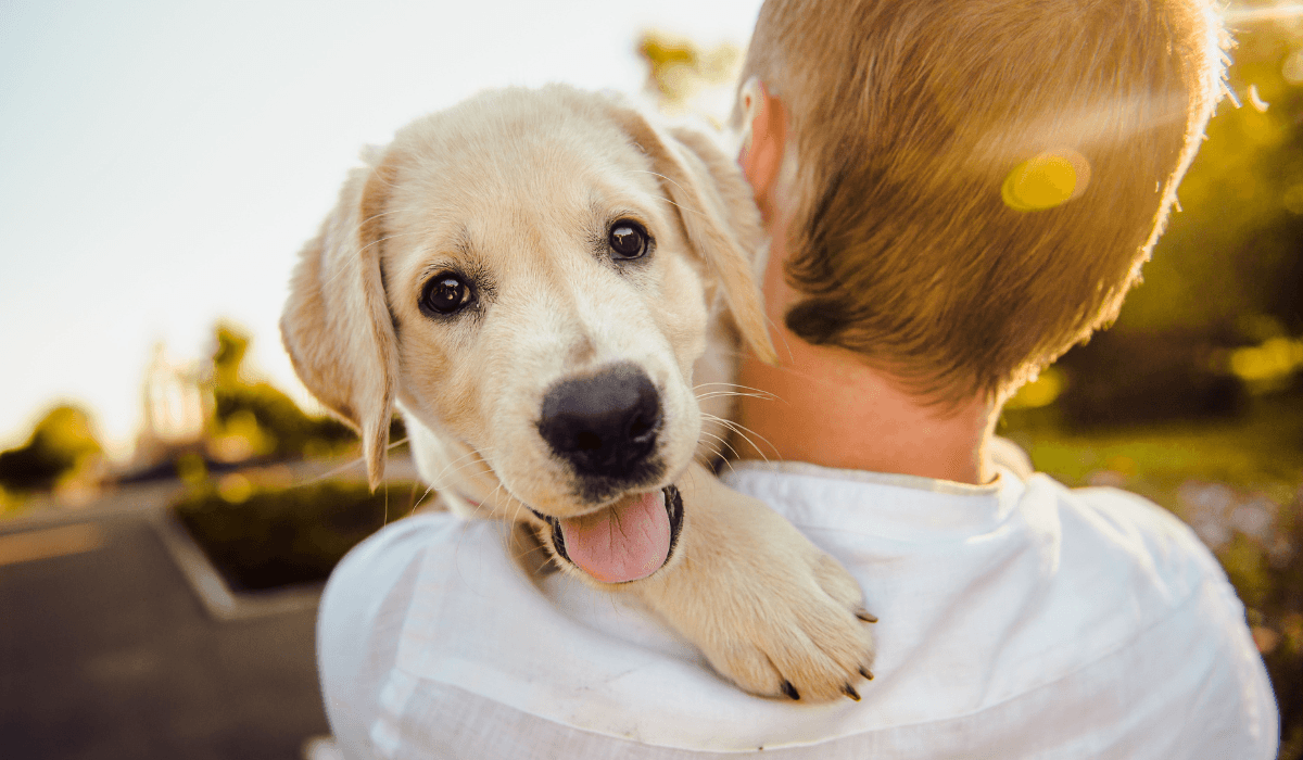 A cute Labrador puppy is enjoying cuddles with a young boy.