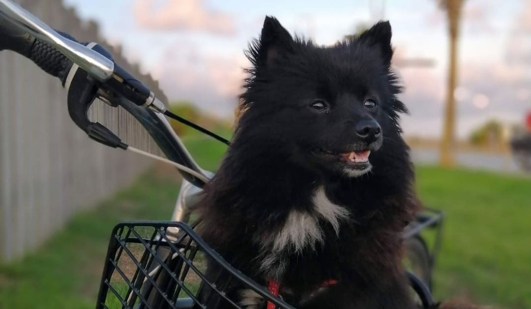 A small black cross breed dog sitting in bicycle basket, excited to be heading out