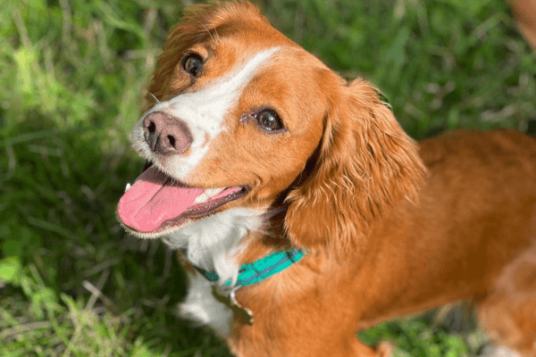 Happy dog enjoying the environment outside