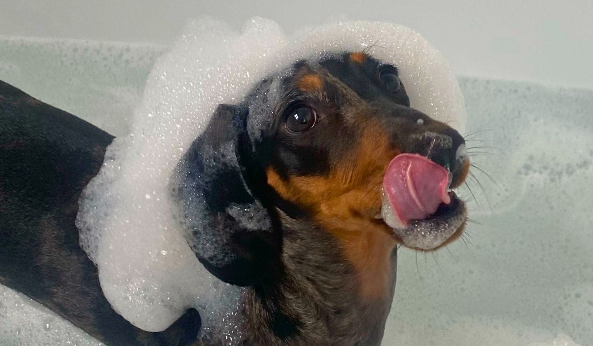 Best dog shampoo
