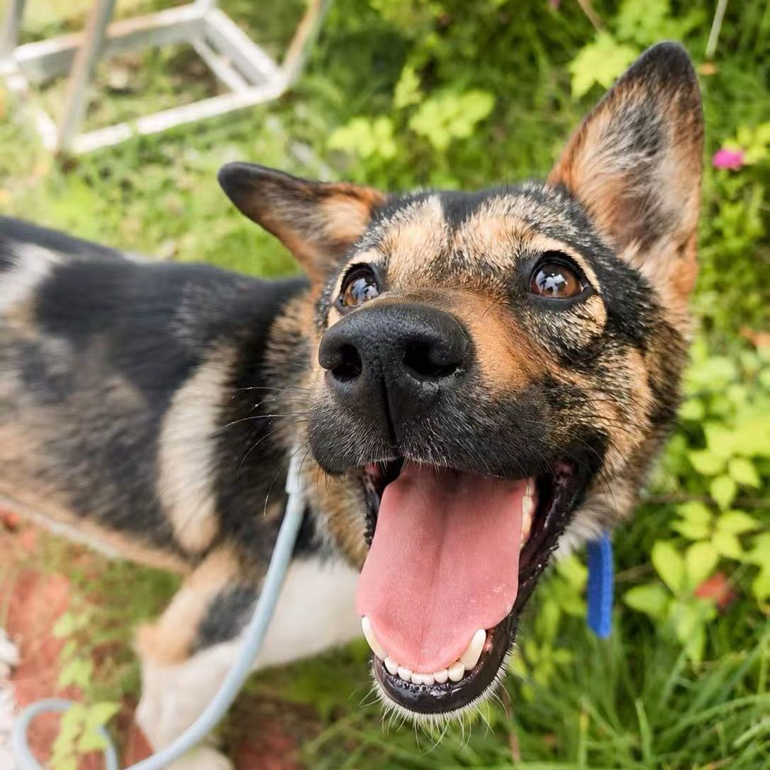 Best dog walks in Milton Keynes