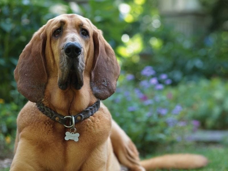 Bloodhound breed guide: Care, training, and fun facts