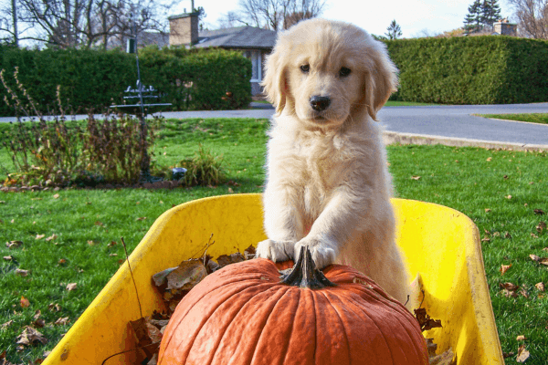 Lovely puppy in a wheelbarrow