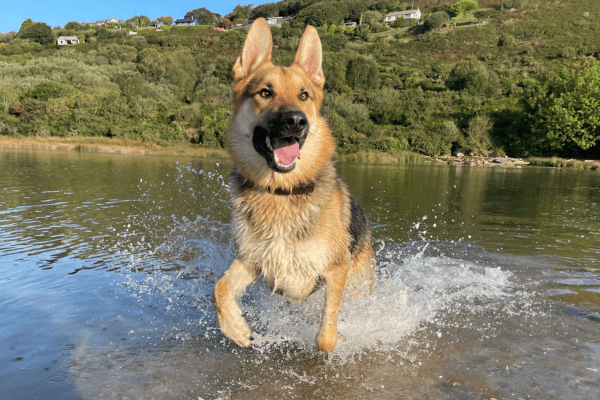 A German Shepherd enjoys a splash