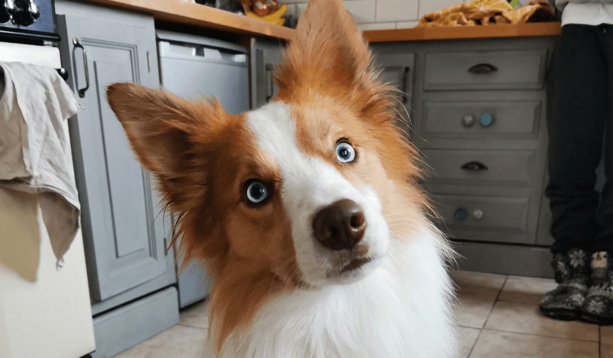 Dog Friendly accommodation in Devon