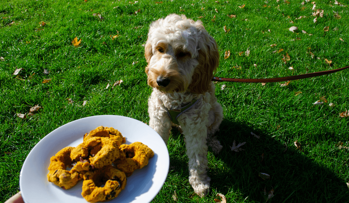 A gorgeous, fluffy pooch has their eyes on the plate of Pumpkin Doughnuts just out of reach!