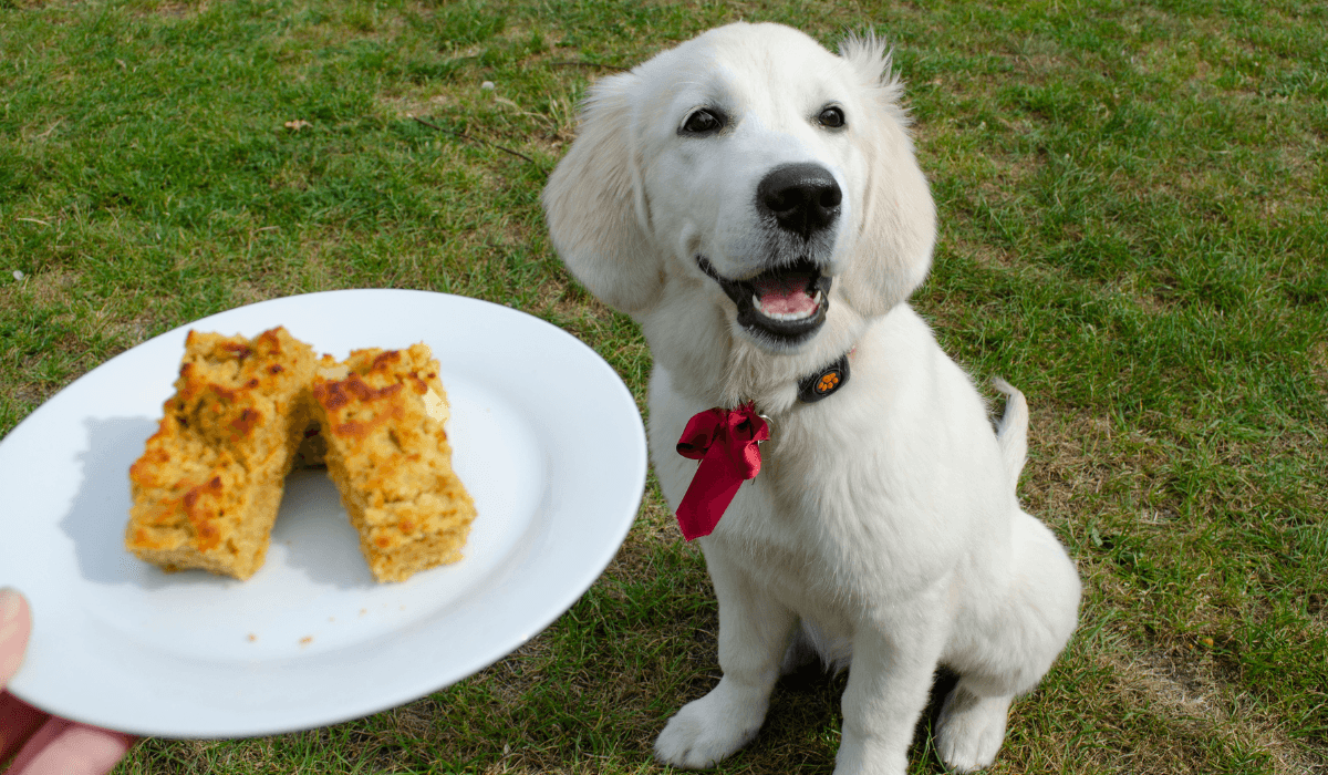 An adorable, cream pup sits smiling hoping for a slice of the Sweet Potato & Apple Bread on a plate