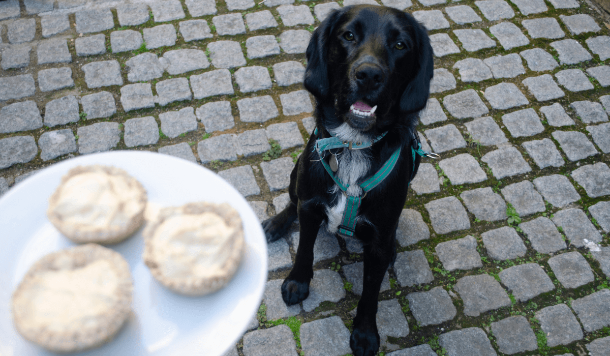 A beautiful, black Spaniel is waiting patiently as a plate of Peanut Butter Pies.