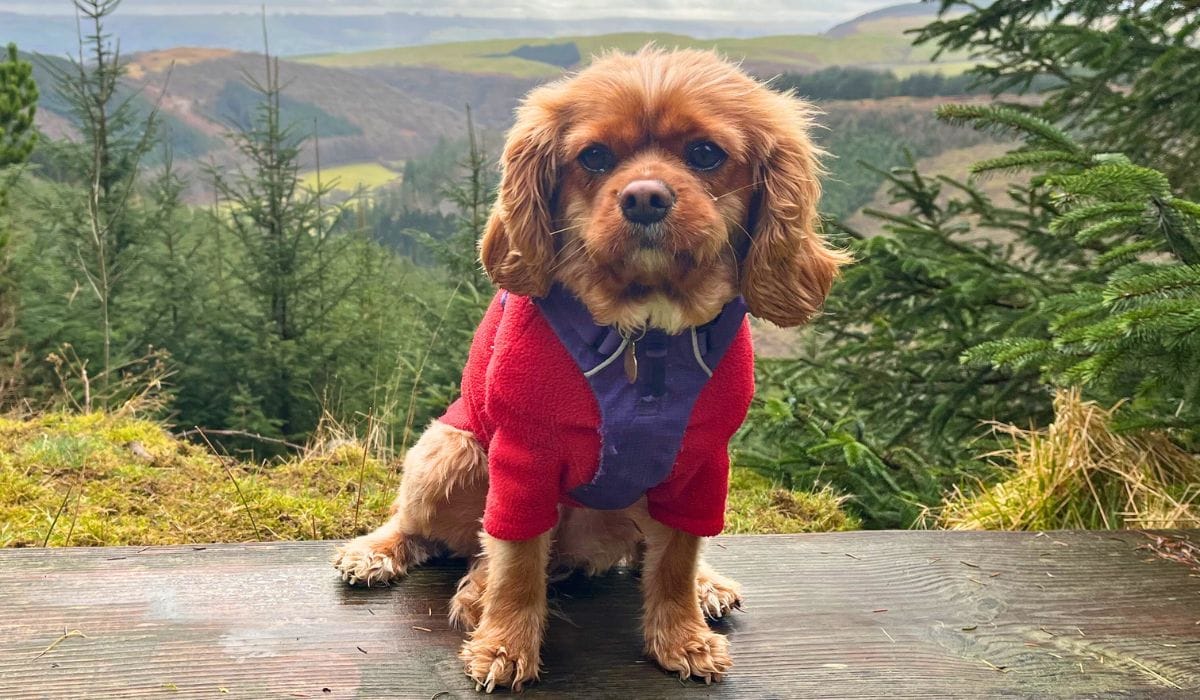 Best dog walks in Bristol