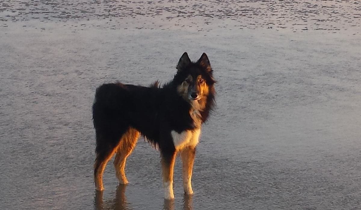 Shaka and his owner Jirina