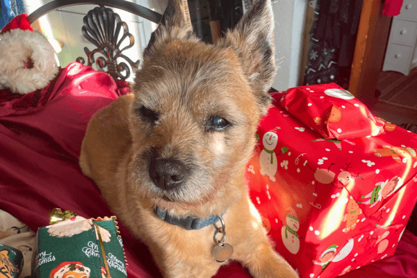 Scruffy the dog with Christmas Presents