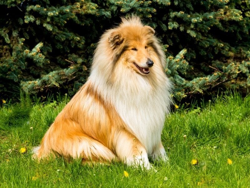 A proud Rough Collie sitting on some grass in a park