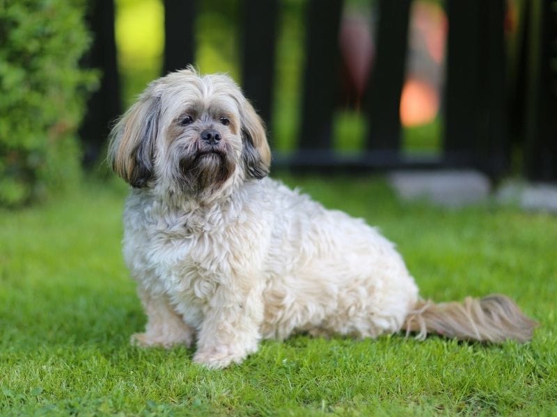 A sweet Lhasa Apso sitting in the garden watching the world go by
