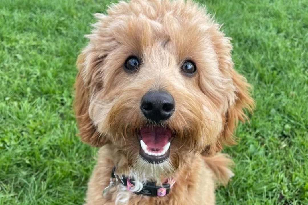Doggy member Margot, the Cavapoochon, happily smiling enjoying her walkies