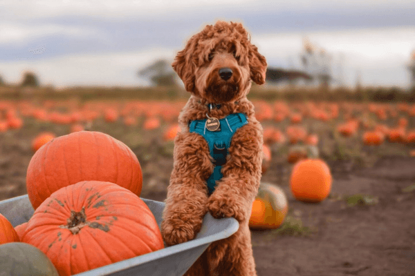 Pooch on a wheelbarrow
