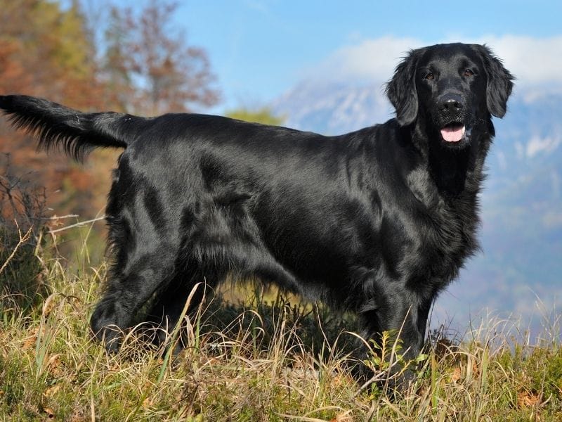 Standing tall & proud, a happy, flat-coated, black dog looks towards the camera with his tongue out