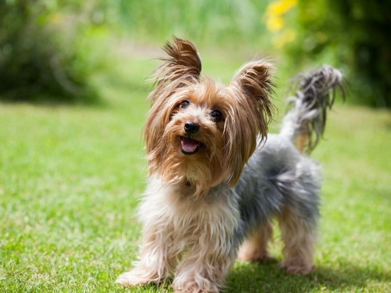 Yorkshire Terrier Dog Breed Guide: Care, Training and Fun Facts