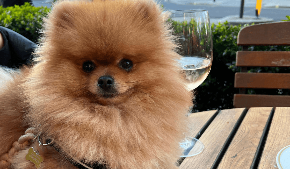 A gorgeous, golden Pomeranian is sitting on their owner at an outdoor table