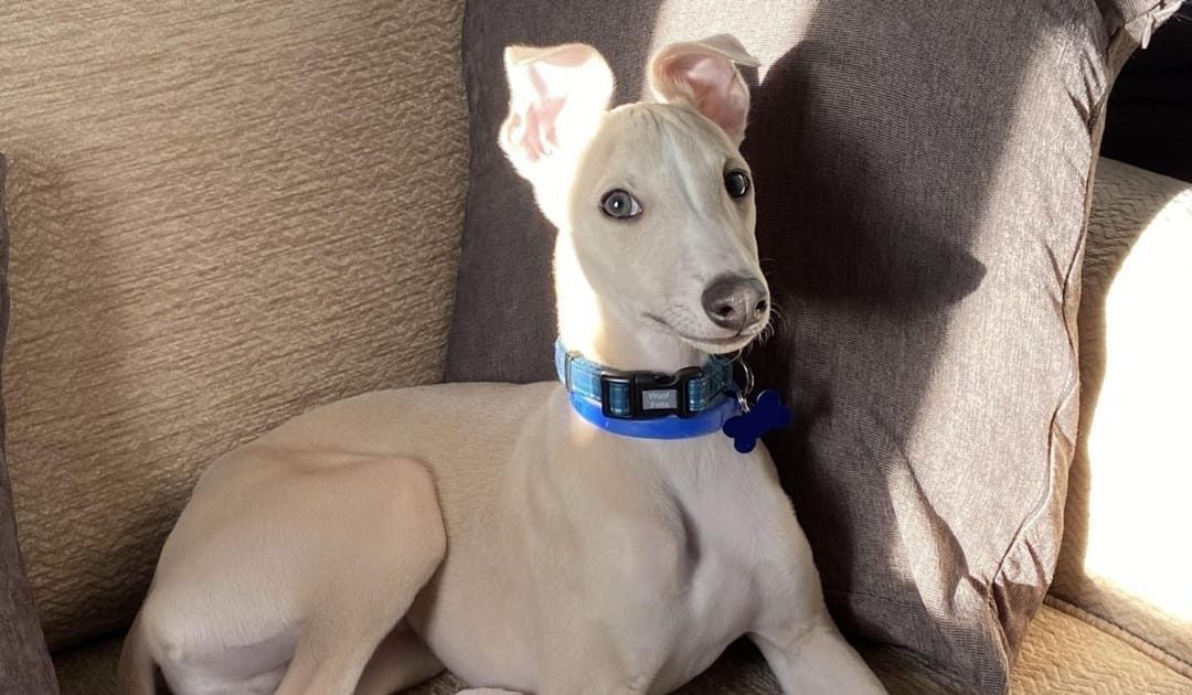 Doggy member Blue, the Whippet, chilling on the sofa after a long walk with their dog sitter