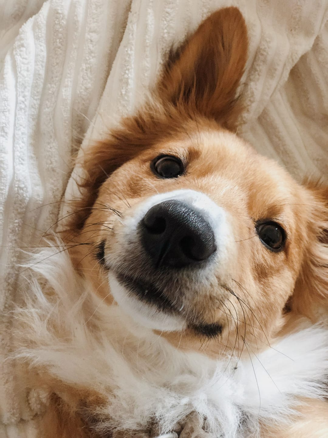 Happy Corgi